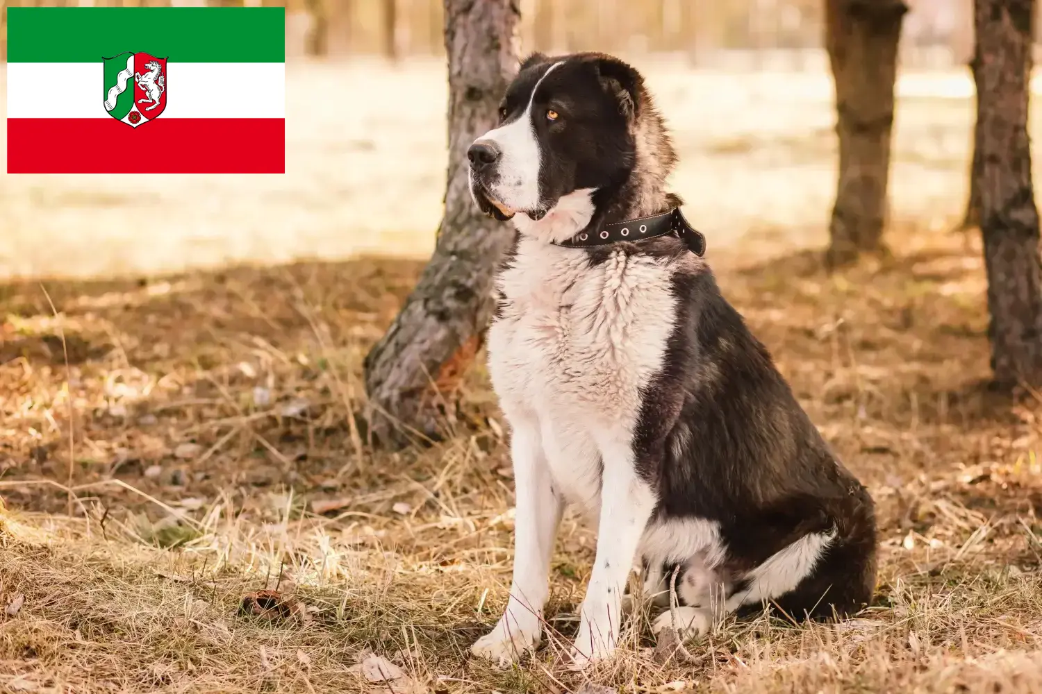 Owczarek środkowoazjatycki szczenięta i hodowca Nadrenia Północna-Westfalia Tutaj znajdziesz hodowców rasy Owczarek środkowoazjatycki w Nadrenia Północna-Westfalia.