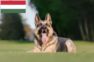 Read more about the article Hodowca owczarków wschodnioeuropejskich i szczenięta na Węgrzech