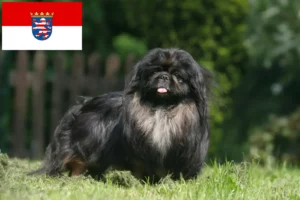 Read more about the article Hodowcy pekińczyków i szczenięta w Hesja