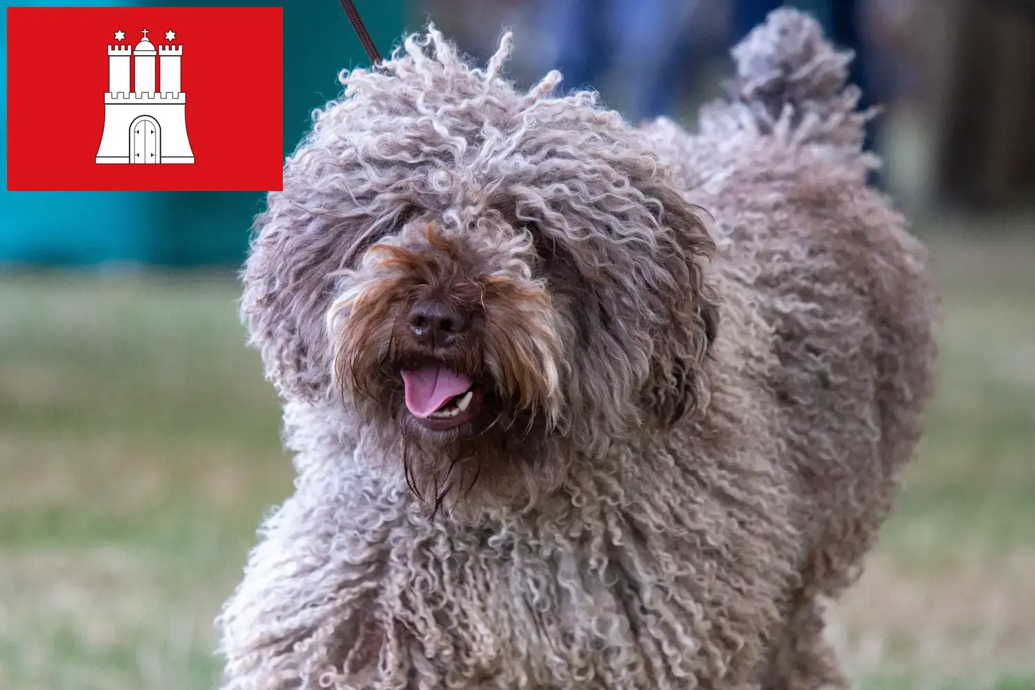 Perro de Agua Español szczenięta i hodowcy Hamburg Tutaj można znaleźć hodowców Perro de Agua Españols w Hamburg.