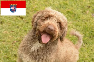 Read more about the article Perro de Agua Español hodowcy i szczenięta w Hesja