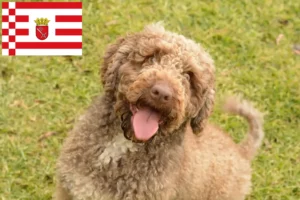 Read more about the article Perro de Agua Español hodowcy i szczenięta w Brema