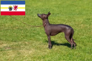 Read more about the article Peruwiański bezwłosy hodowca psów i szczeniąt w Meklemburgii-Pomorzu Przednim