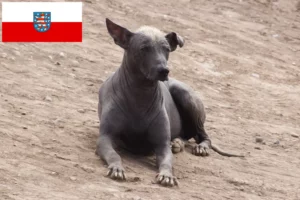 Read more about the article Peruwiański bezwłosy hodowca psów i szczeniąt w Turyngii