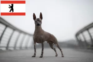 Read more about the article Hodowla psów bezwłosych peruwiańskich i szczeniąt w Berlinie