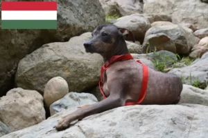 Read more about the article Hodowca i szczenięta bezwłosych psów peruwiańskich na Węgrzech