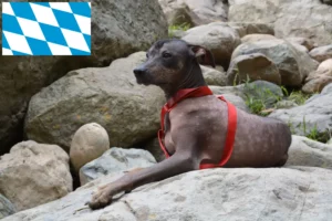 Read more about the article Hodowca i szczenięta bezwłosych psów peruwiańskich w Bawarii