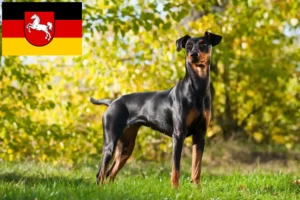 Read more about the article Hodowcy i szczenięta Pinczer niemiecki w Dolna Saksonia