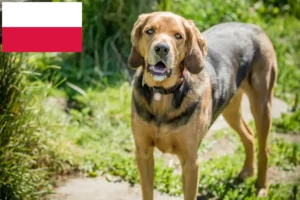 Read more about the article Hodowcy rasy Bracke polski i szczenięta w Polska