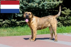 Read more about the article Hodowcy i szczenięta Presa canario w Holandia