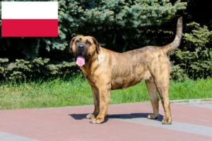 Read more about the article Presa Canario hodowcy i szczenięta w Polska