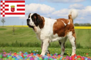 Read more about the article Hodowcy i szczenięta Saint Bernard w Brema