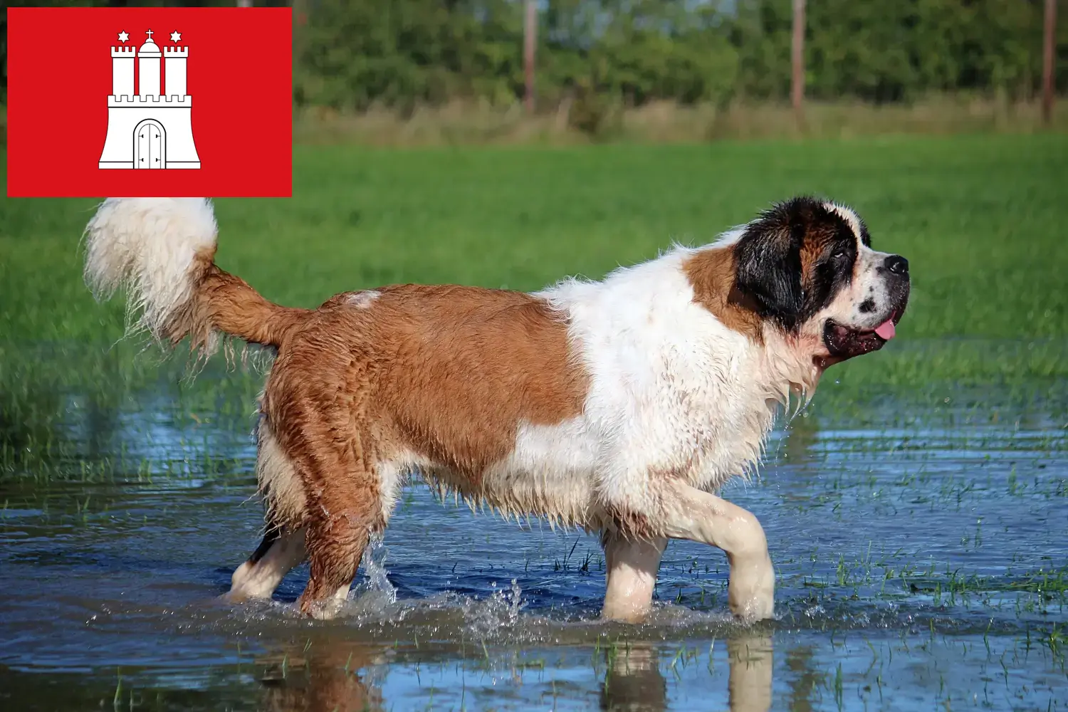 Read more about the article Hodowcy i szczenięta Saint Bernard w Hamburg