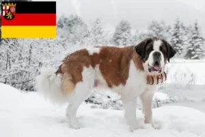 Read more about the article Hodowcy i szczenięta Saint Bernard w Nadrenia-Palatynat