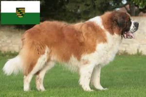 Read more about the article Hodowcy i szczenięta Saint Bernard w Saksonia