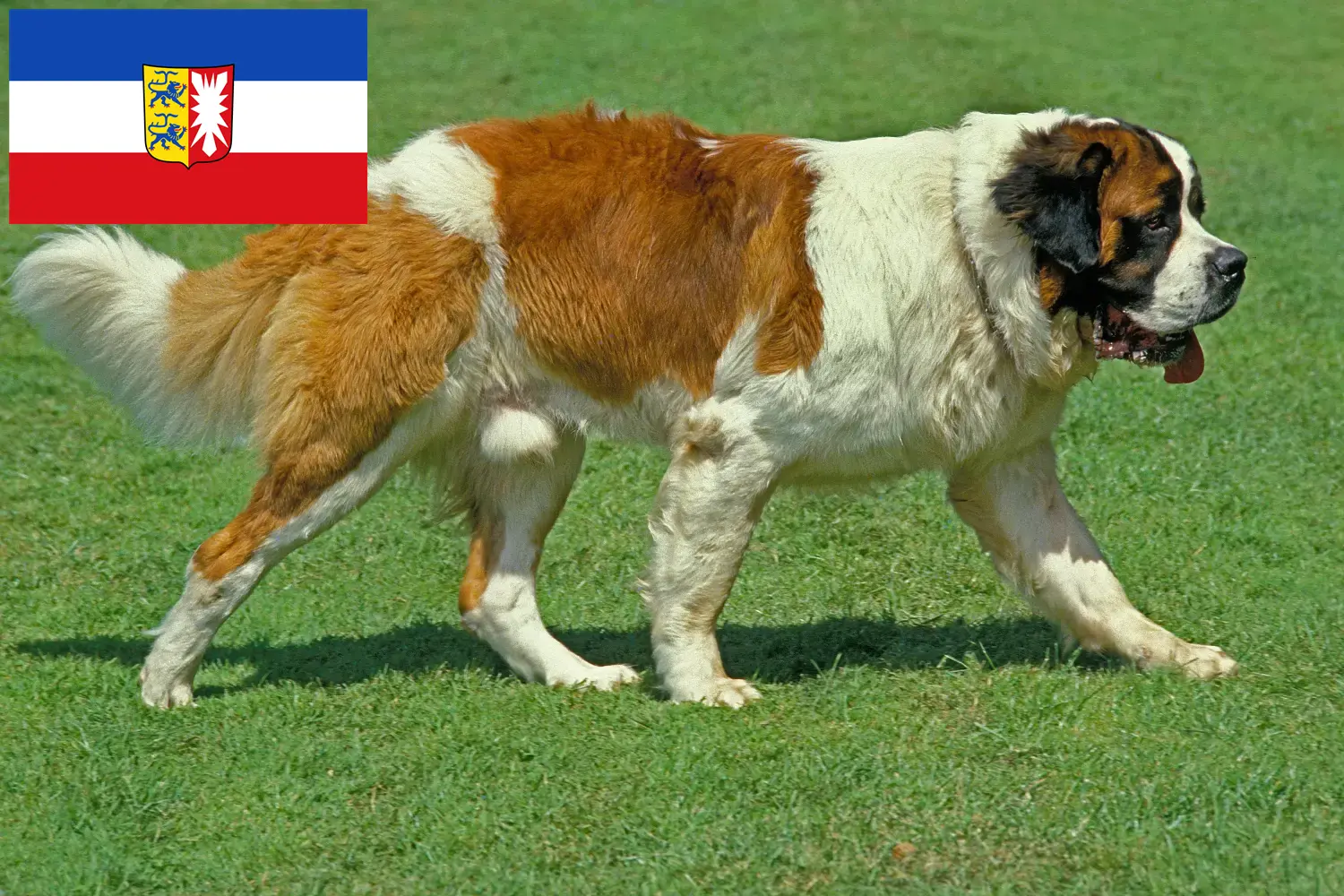 Szczeniaki i hodowcy Saint Bernard Szlezwik-Holsztyn Tutaj znajdziesz hodowców rasy Bernardyn w Szlezwik-Holsztyn.