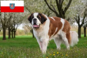 Read more about the article Hodowcy i szczenięta Saint Bernard w Turyngia