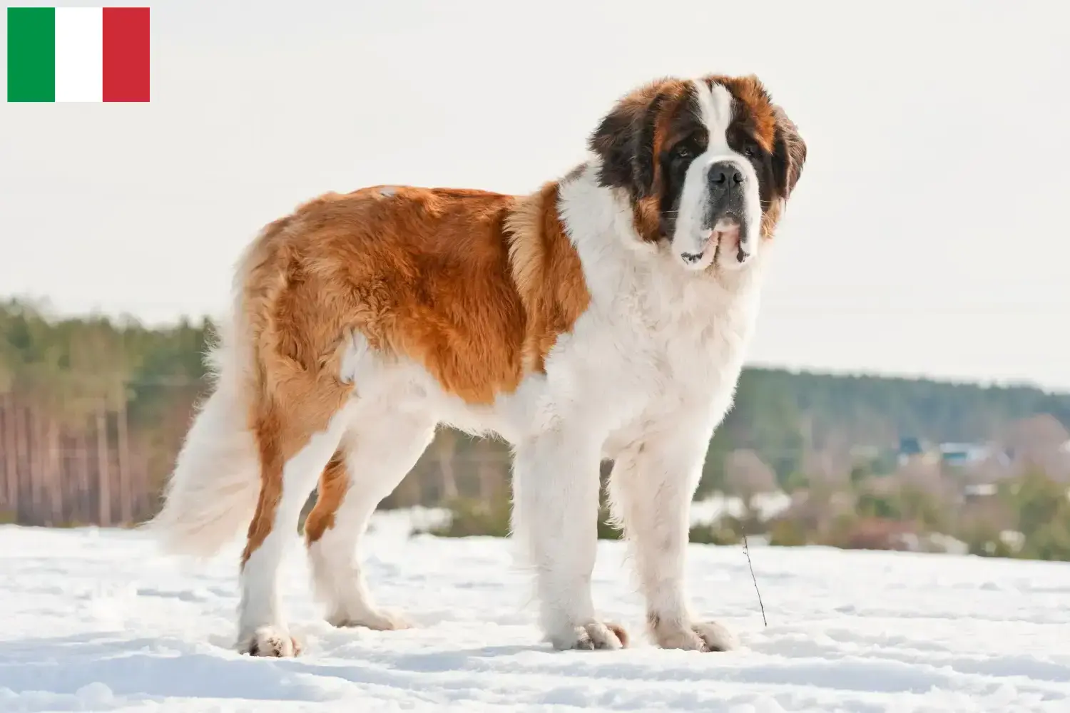 Read more about the article Hodowcy i szczenięta Saint Bernard w Włochy