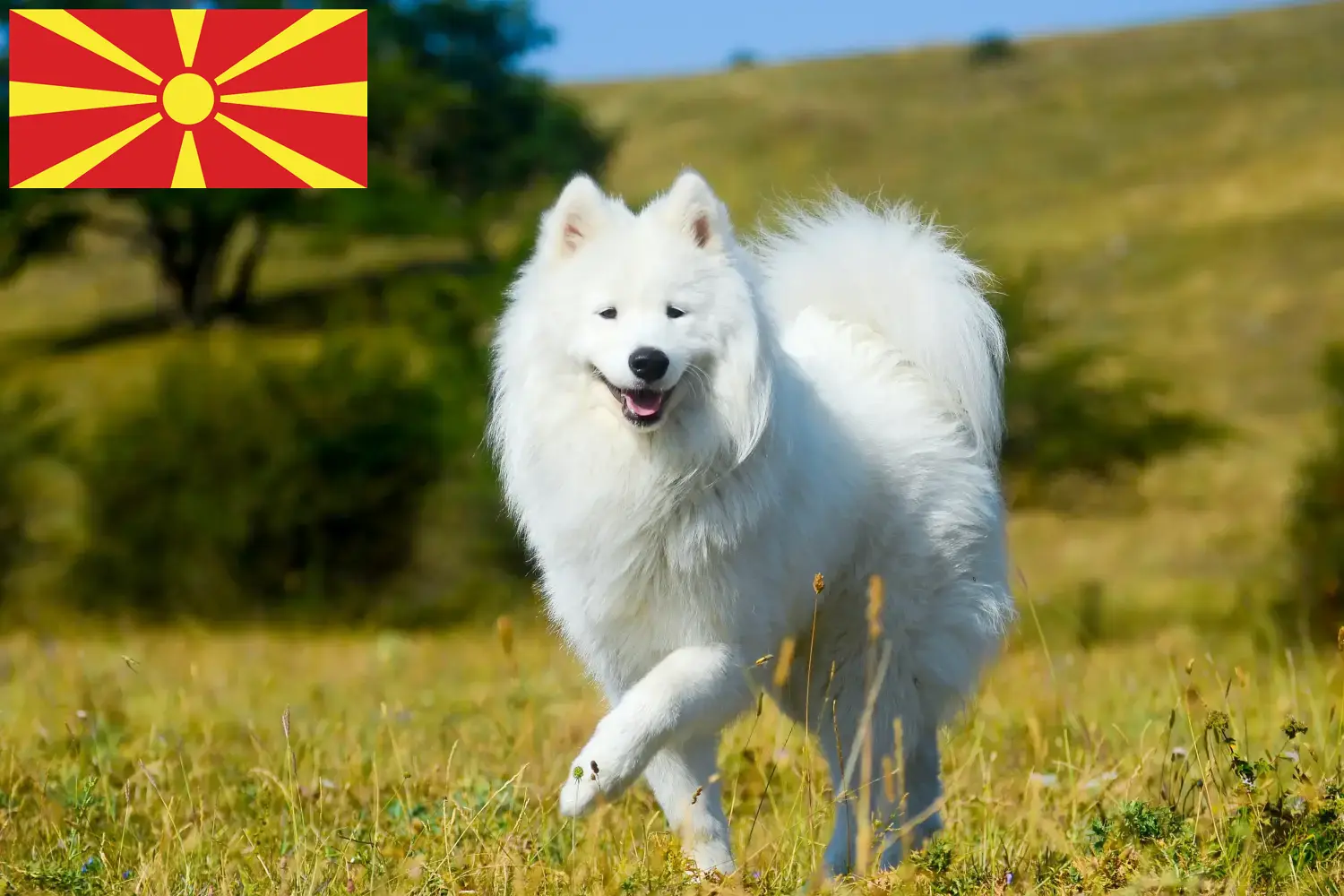 Samoyed szczenięta i hodowcy Macedonia Północna Tutaj znajdziesz hodowców rasy Samoyed w Macedonia Północna.