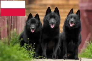 Read more about the article Hodowcy i szczenięta Schipperke w Polska