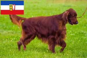 Read more about the article Hodowcy i szczenięta seter irlandzki czerwony w Szlezwik-Holsztyn