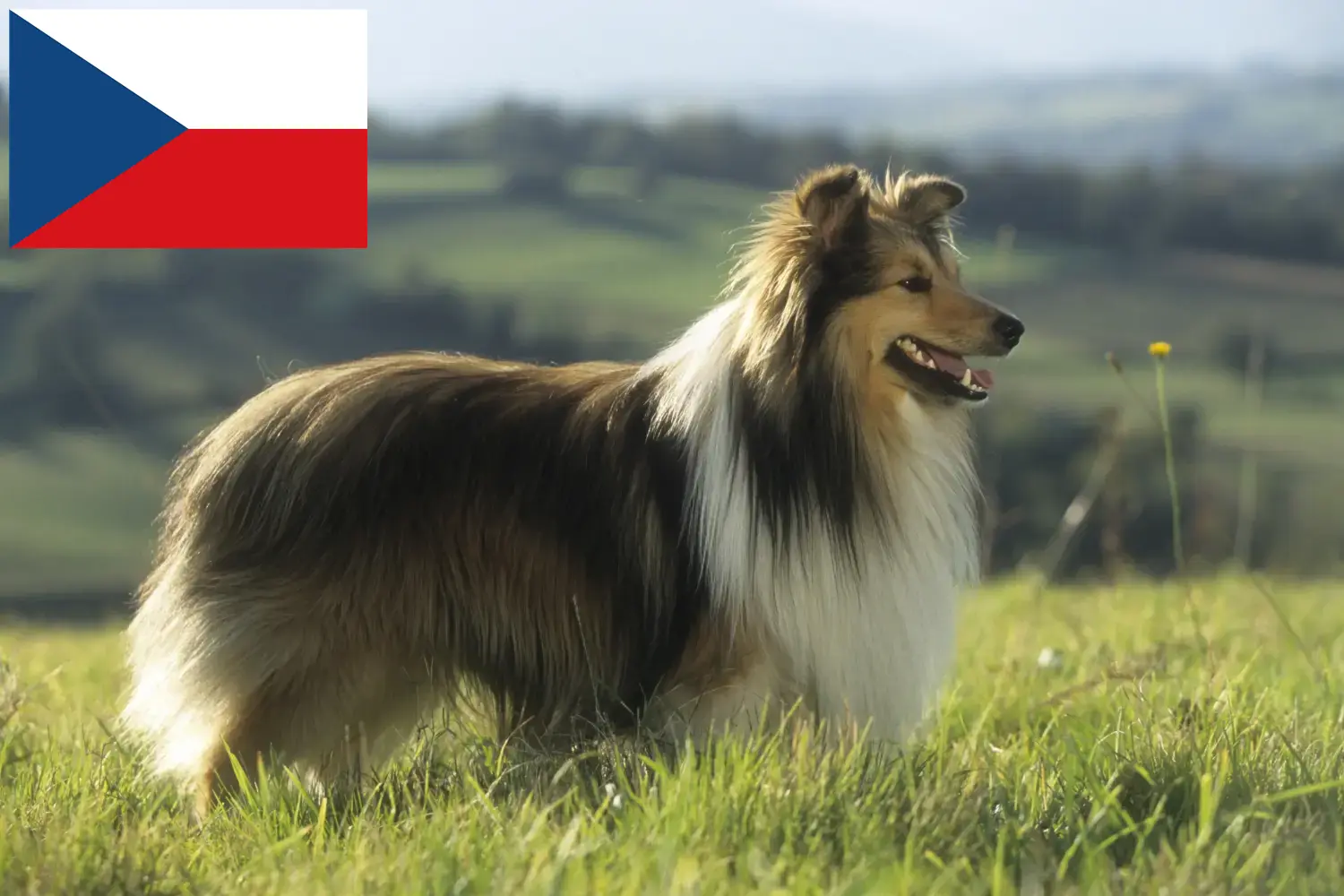 Sheltie szczenięta i hodowcy Republika Czeska Znajdź hodowców sheltie w Republika Czeska.
