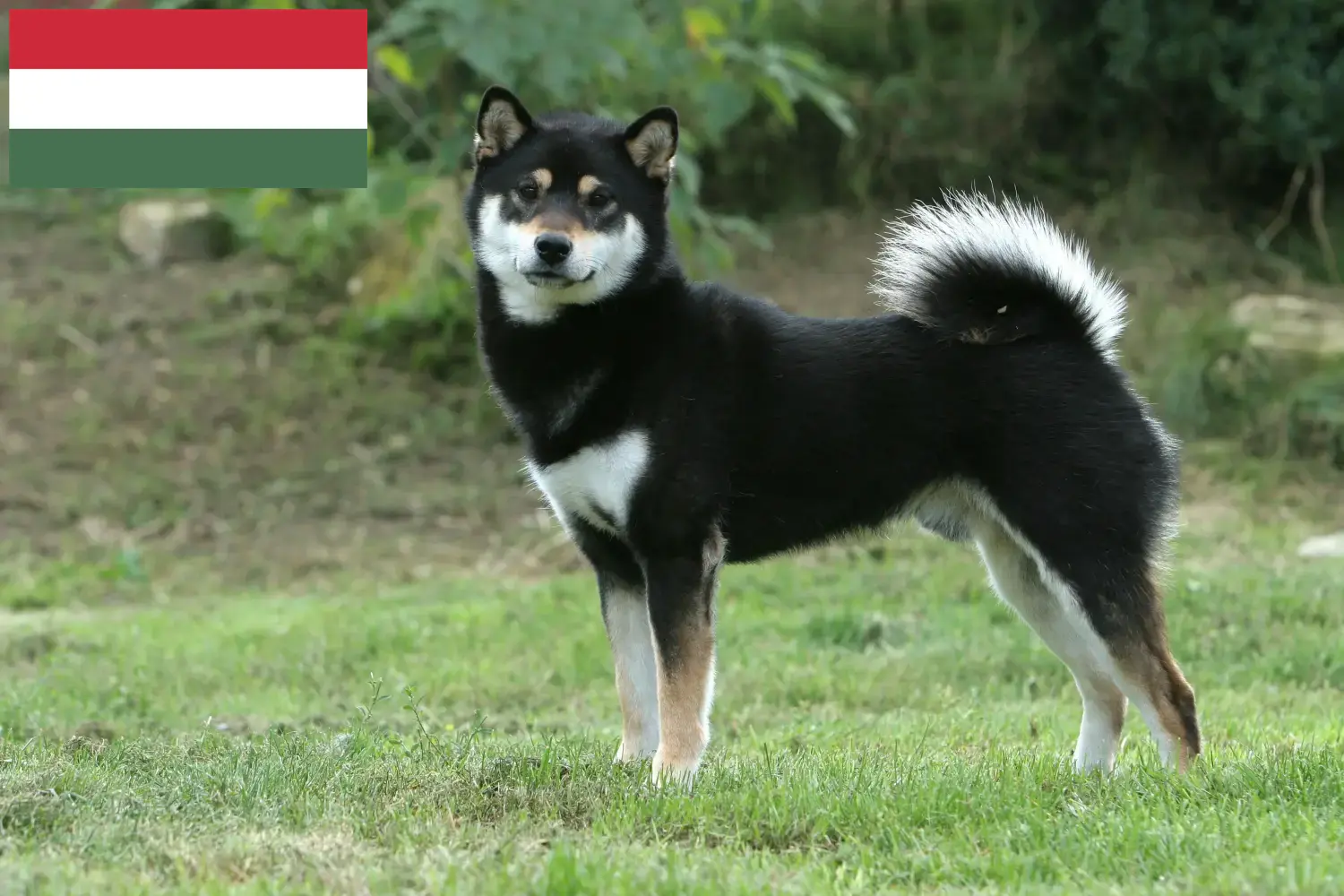 Shiba szczenięta i hodowcy Węgry Tutaj znajdziesz hodowców rasy Shibas w Węgry.
