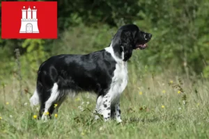Read more about the article Springer spaniel angielski hodowcy i szczenięta w Hamburg