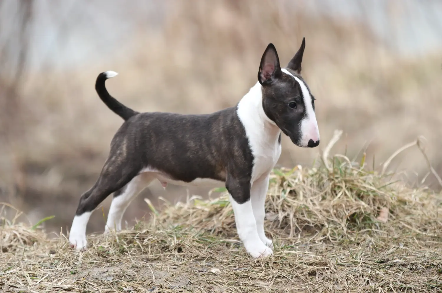 Zakup szczeniaka rasy Miniature Bull Terrier oznacza wzięcie na siebie odpowiedzialności! Kup szczenięta miniaturowego bull teriera.