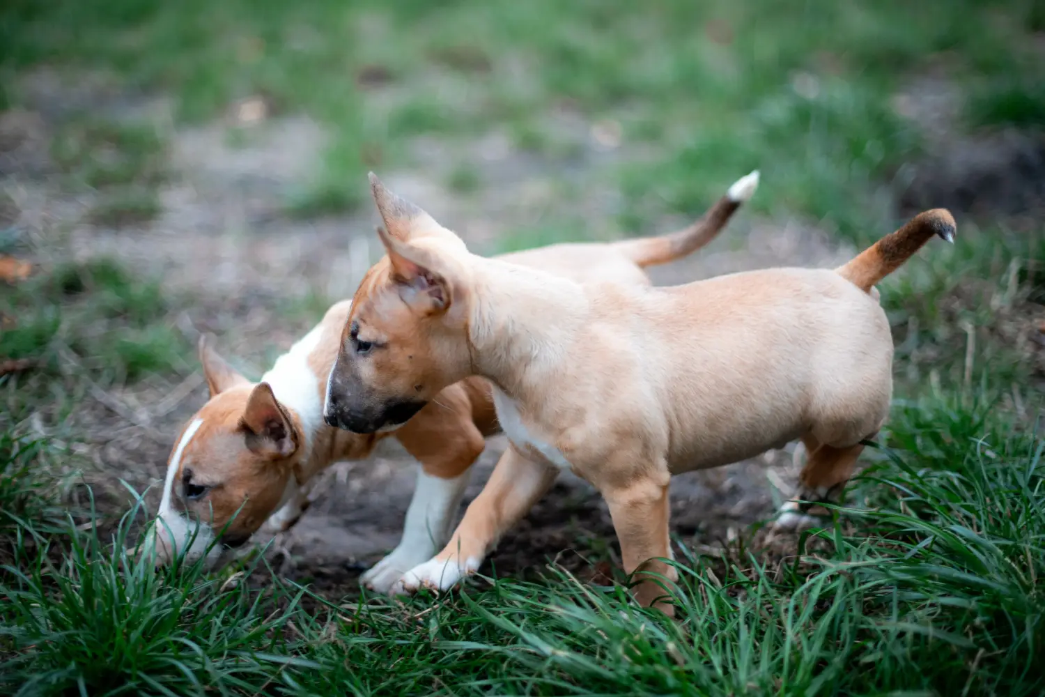 Zakup szczeniaka rasy Miniature Bull Terrier oznacza wzięcie na siebie odpowiedzialności! Kup szczenięta miniaturowego bull teriera.
