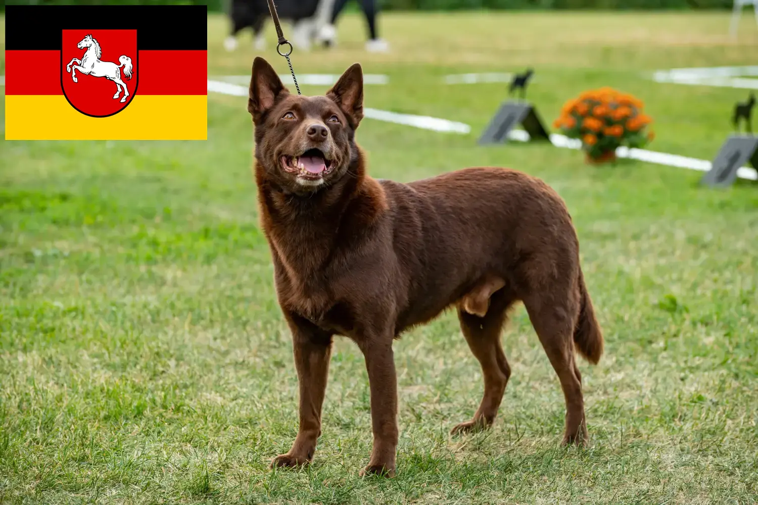 Szczenięta kelpie australijskie i hodowca Dolna Saksonia Tutaj znajdziesz hodowców australijskich kelpie w Dolna Saksonia.