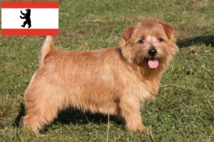 Read more about the article Hodowcy i szczenięta Norfolk terrier w Berlin