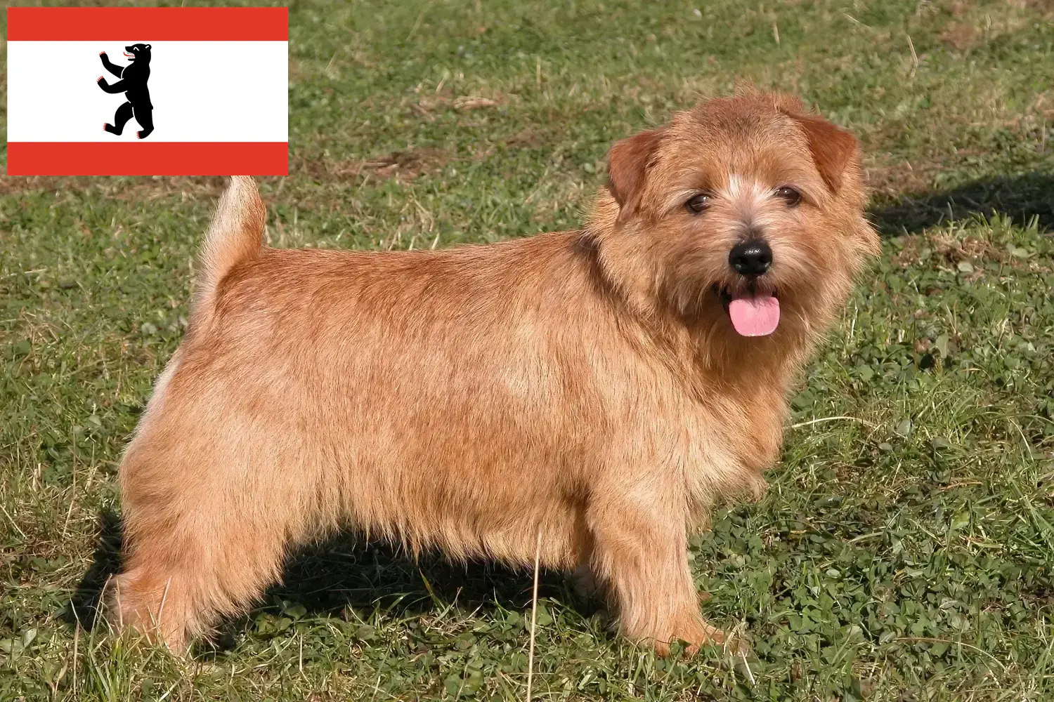 Read more about the article Hodowcy i szczenięta Norfolk terrier w Berlin