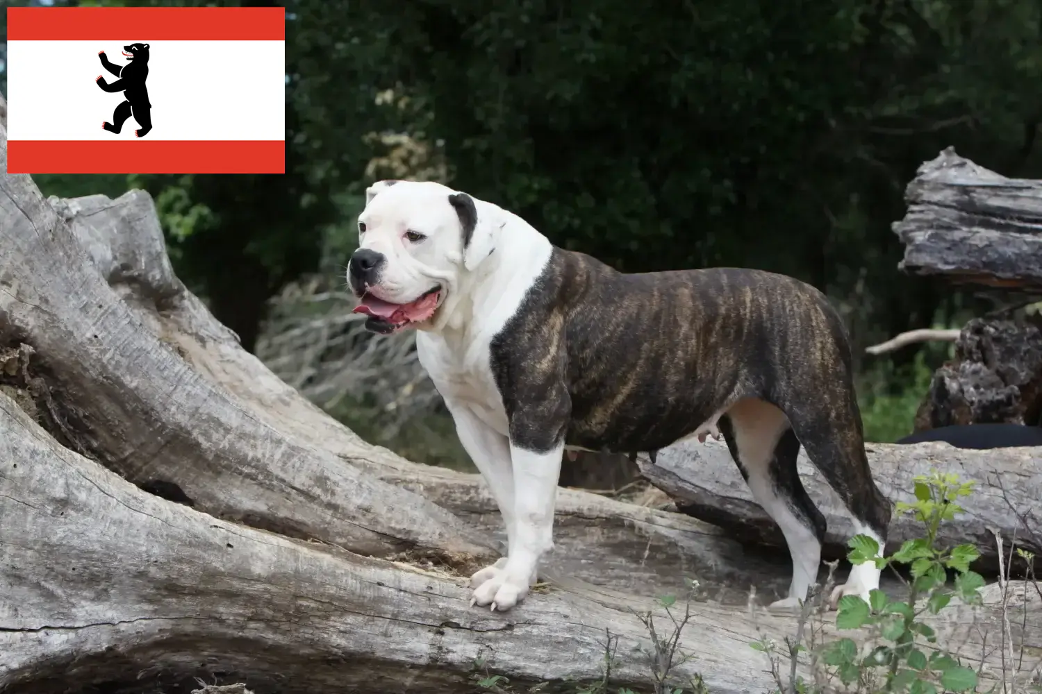 Read more about the article Hodowcy i szczenięta Buldog amerykański w Berlin