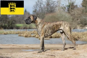Read more about the article Hodowcy dog niemiecki i szczenięta w Badenia-Wirtembergia