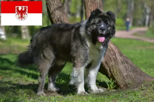 Read more about the article Hodowla owczarków kaukaskich i szczeniąt w Brandenburgii