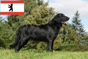 Read more about the article Hodowcy i szczenięta Flat Coated Retriever w Berlin