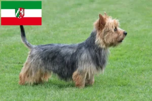 Read more about the article Hodowcy i szczenięta terier australijski w Nadrenia Północna-Westfalia