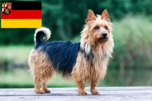 Read more about the article Hodowcy i szczenięta terier australijski w Nadrenia-Palatynat