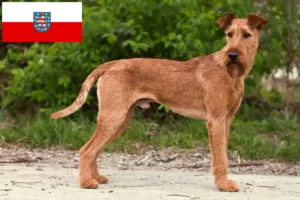 Read more about the article Hodowcy i szczenięta Terier irlandzki w Turyngia