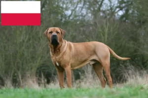 Read more about the article Tosa hodowcy i szczenięta w Polska