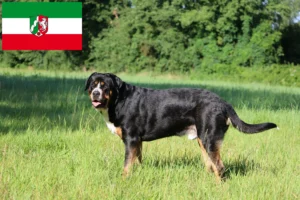 Read more about the article Wielki szwajcarski pies pasterski hodowca i szczenięta w Nadrenia Północna-Westfalia