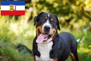 Read more about the article Wielki szwajcarski pies pasterski hodowca i szczenięta w Szlezwik-Holsztyn