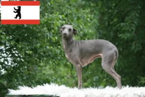 Read more about the article Włoski dzwonek wietrzny hodowca i szczenięta w Berlin