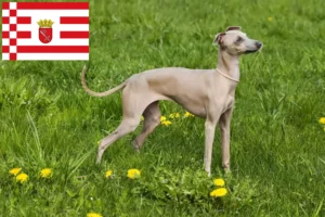 Read more about the article Włoski dzwonek wietrzny hodowca i szczenięta w Brema