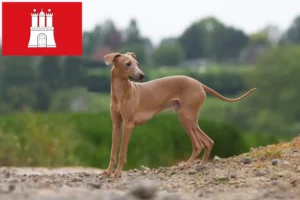 Read more about the article Włoski dzwonek wietrzny hodowca i szczenięta w Hamburg