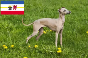 Read more about the article Włoskie wiatrówki hodowcy i szczenięta w Meklemburgia-Pomorze Przednie