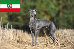 Read more about the article Włoscy hodowcy i szczenięta dzwonków wietrznych w Nadrenia Północna-Westfalia