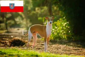 Read more about the article Włoscy hodowcy i szczenięta dzwonków wietrznych w Turyngia