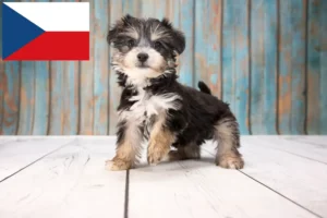 Read more about the article Hodowcy i szczenięta Yorkipoo w Czechy